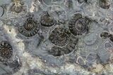 Ammonite Fossil Slab - Marston Magna Marble #63499-3